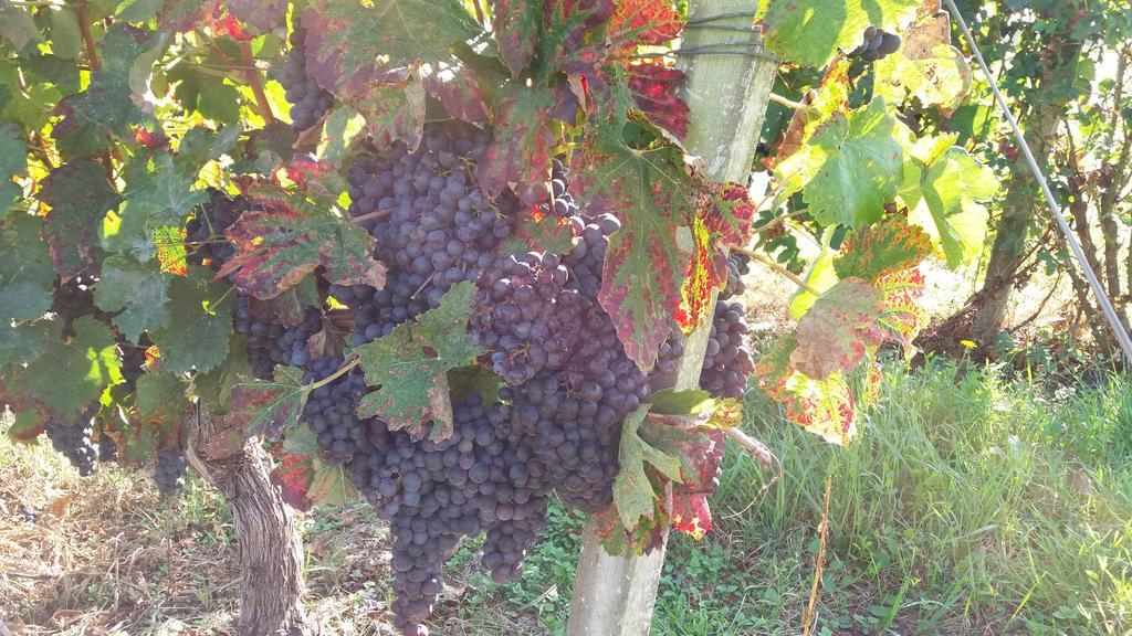 Domaine Du Papillon Bed & Breakfast Lesparre Medoc Bagian luar foto